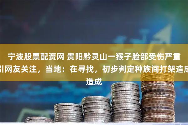 宁波股票配资网 贵阳黔灵山一猴子脸部受伤严重引网友关注，当地：在寻找，初步判定种族间打架造成
